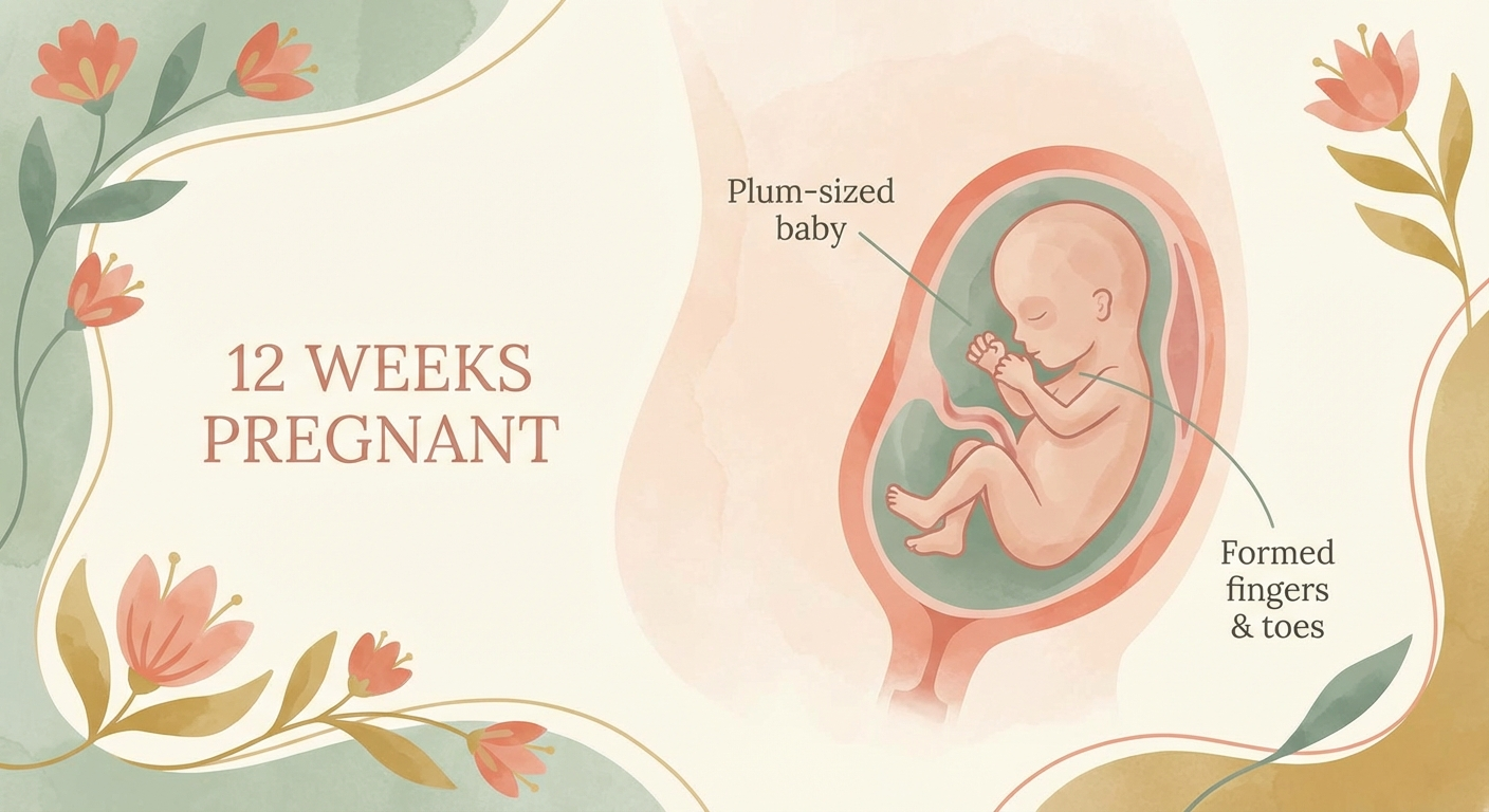 Baby development at 12 weeks pregnant